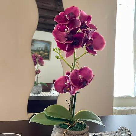 アパート Amazing コモ