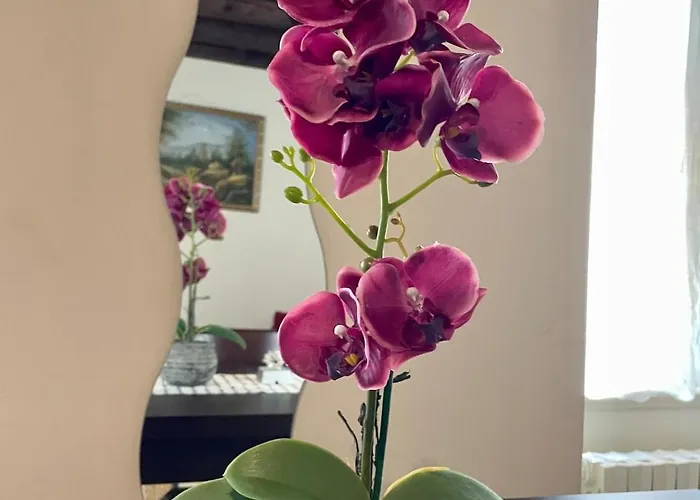 アパート Amazing コモ